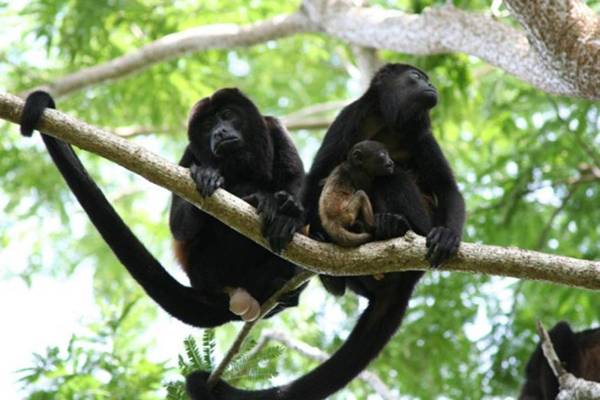 Villa # 1 - Zen Luxury VillaSq M Garden