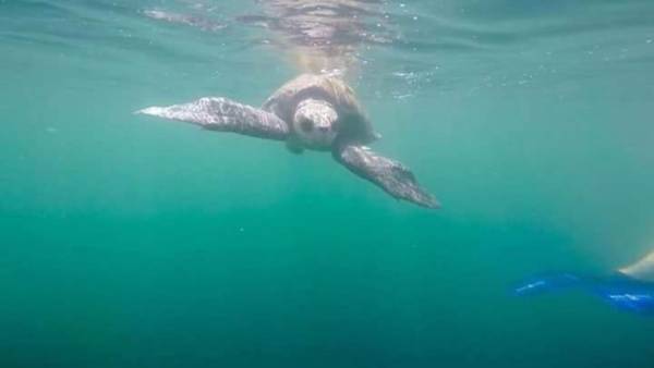 Marbella pool villa 2 bedrooms gated and security