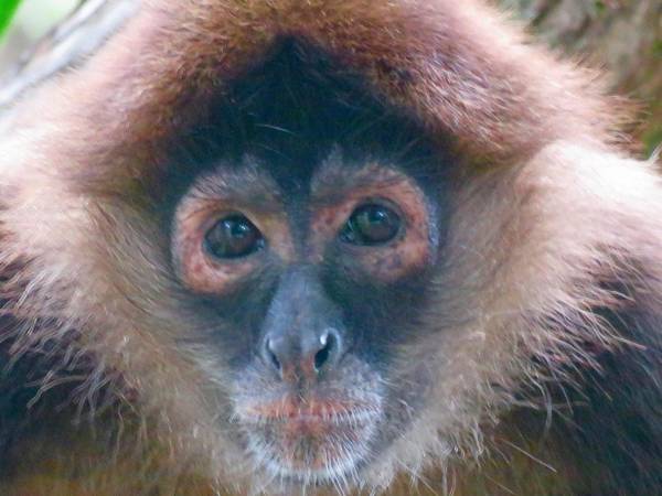 La Palapa Hut Nature Hostel