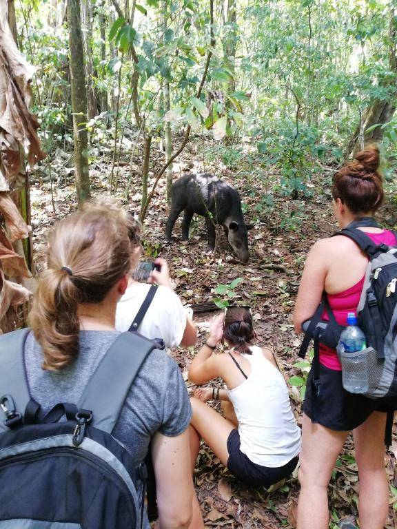 Corcovado Wild Hostel