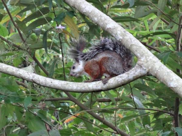 Jaco Lodge Quiet Hotel