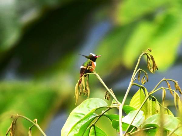 Mirador Valle del General