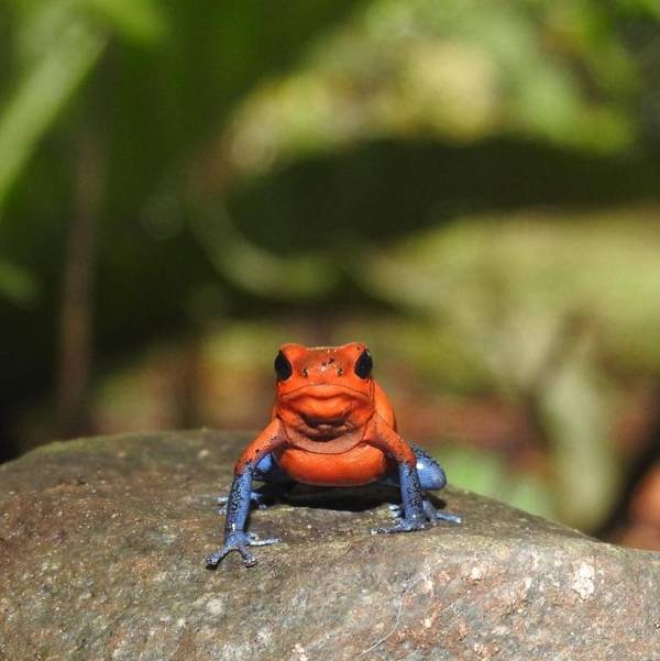 Hospedaje Santuario de Ranas Valle Azul