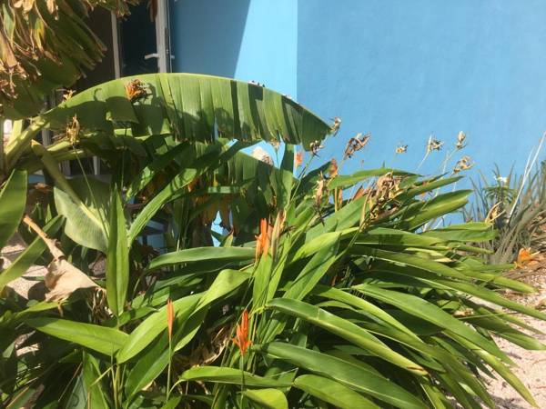 Tropical Breeze Apartments