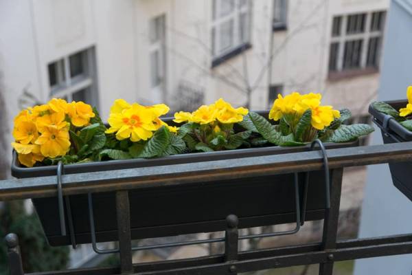 Luxury Apartment Maiselova