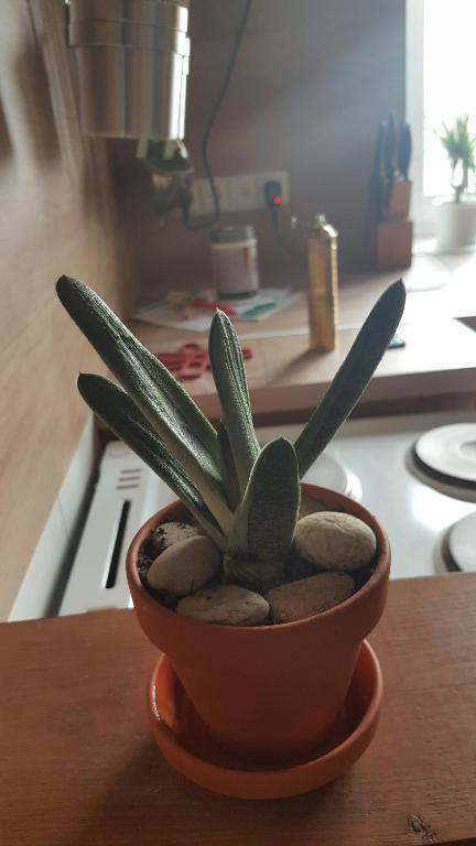 Apartmány za sakurou