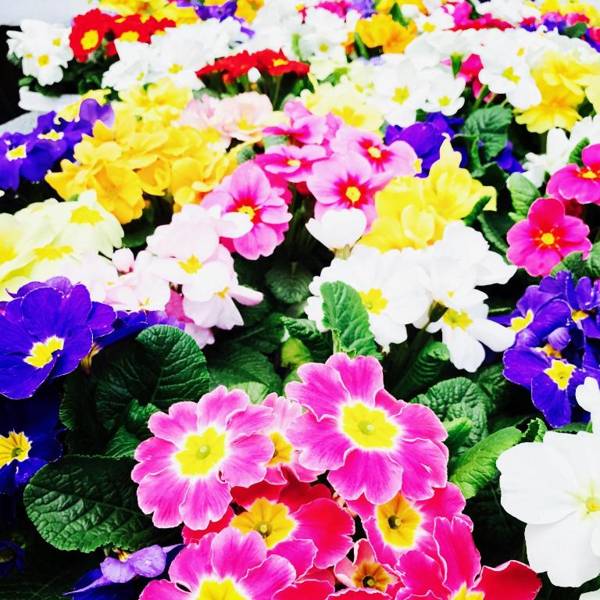 Gasthaus & Pension "ZU DEN LINDEN" Radebeul