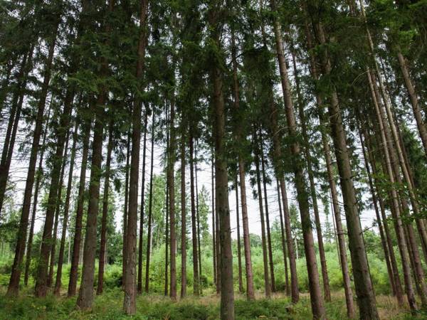 Absolute detached holiday house at the edge of the forest