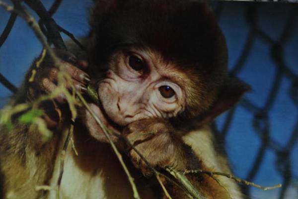 Ferienwohnung Rimbach