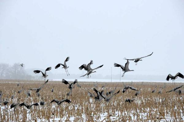 Villa Karola Ferienwohnung 45403