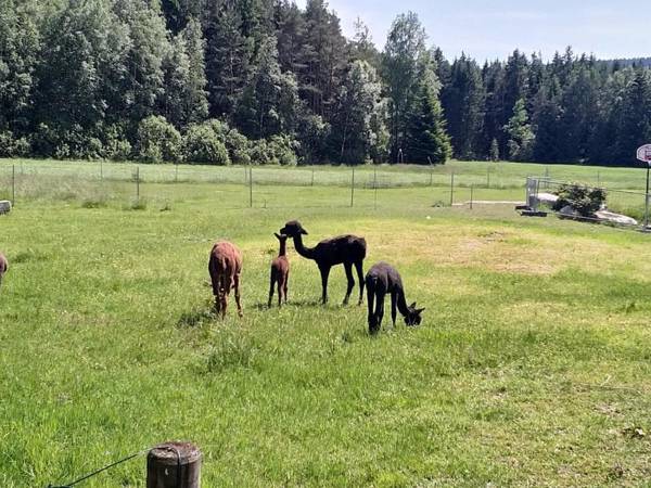 Landpension Heidi Machold