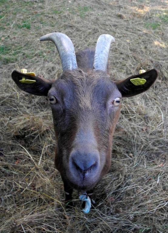 Landhotel Schwarzes Ross