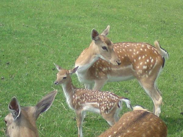 Hotel Pension Fleischmann