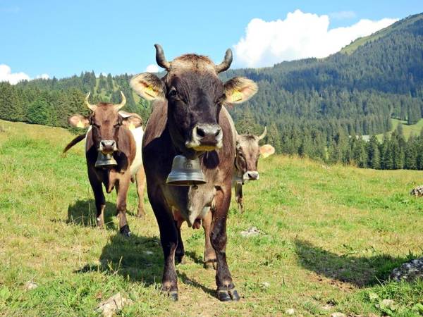 Ferienwohnungen am Schlossberg Oberstaufen