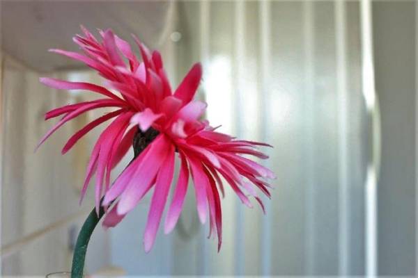 Ferienwohnung Tschitschmann