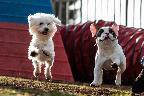 Landhotel Haus Waldeck - Urlaub mit Hund - Superior
