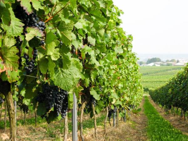 City-Dachapartment Mainz