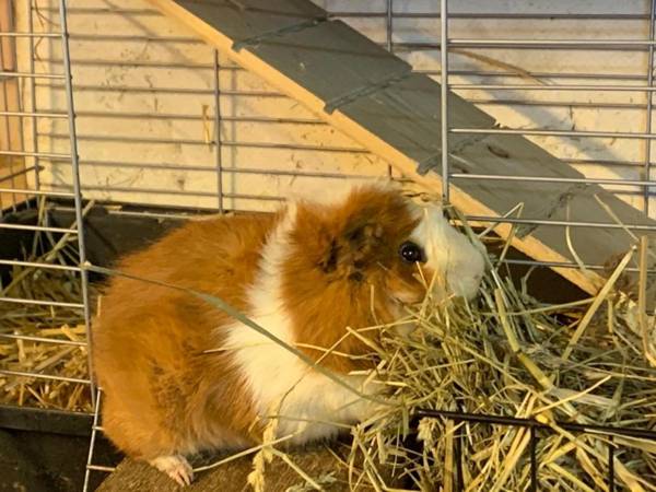 Panoramahof & Landhaus Böck