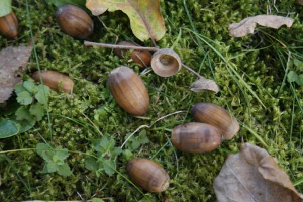 Ferienbauernhof Rosenberger