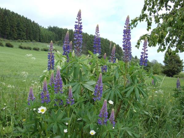 Cozy Apartment in Hallenberg with Terrace
