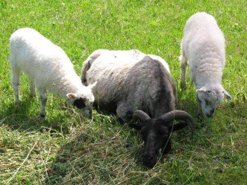 Eichenhof Hotel Garni