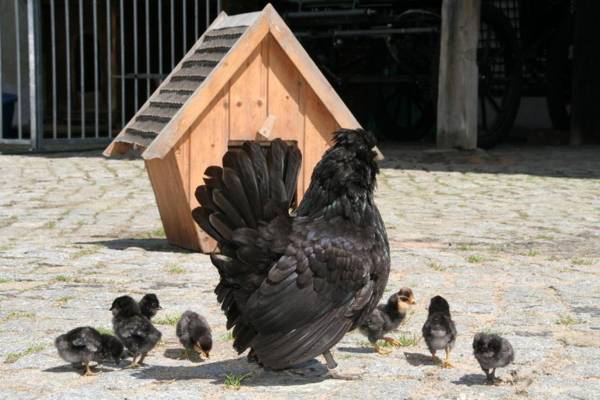 Pension Müllers Mühle