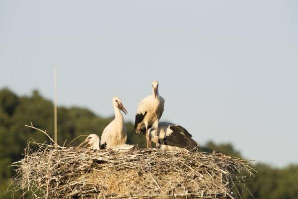 Gasthaus Schwarzer Adler