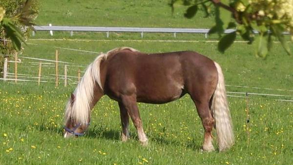 Feriengasthof Löwen