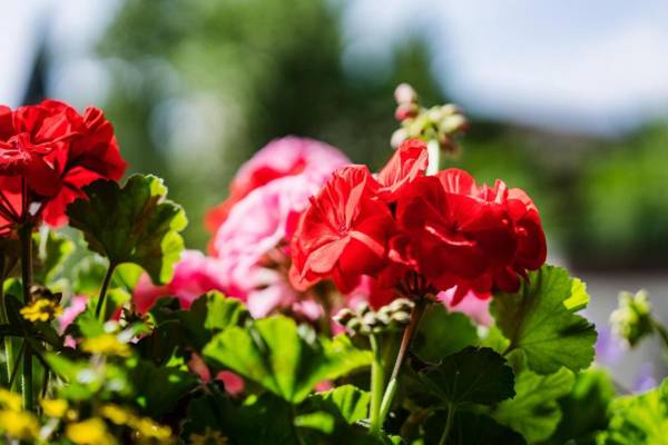 weißer Hirsch im Haus Sabine