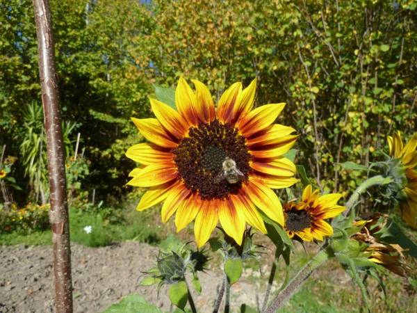 Ferienwohnung Panorama