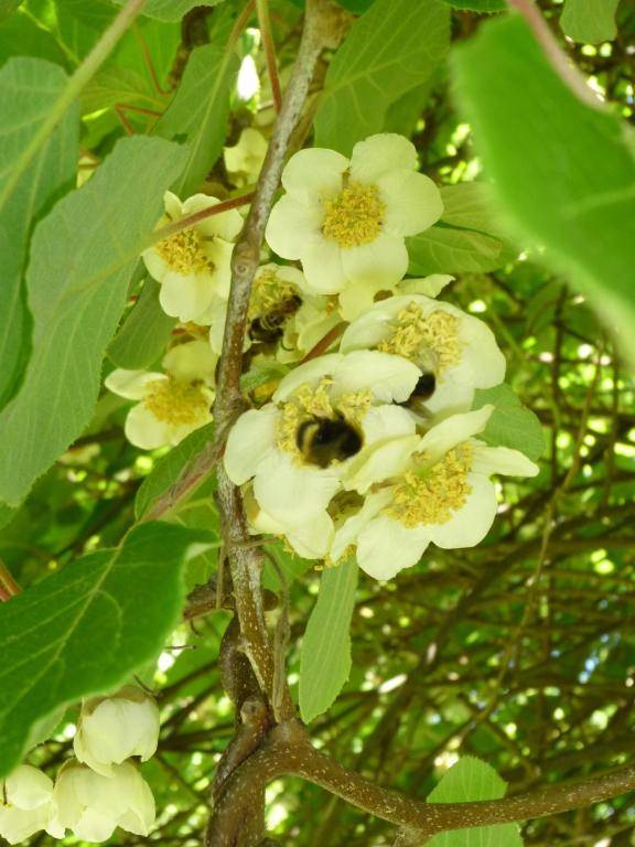 Villa zur Erholung Bed & Breakfast