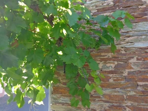 Ferienwohnungen Leo Werland-Ehses