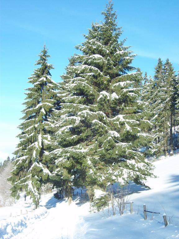 Birgits Landhaus Willingen