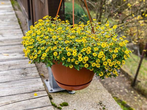 Detached holiday home with a sunny garden in the heart of the Thuringian Forest