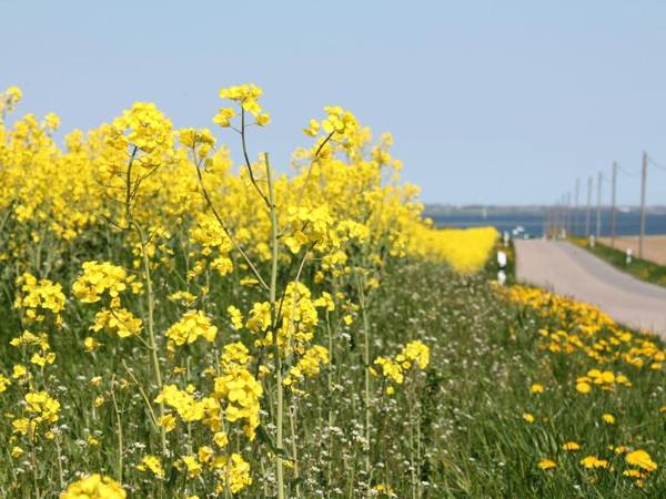 Apartment in Kussow with Garden Terrace BBQ Carport