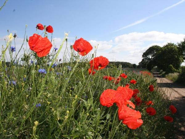 Beautiful Holiday Home in Barnekow with Fireplace
