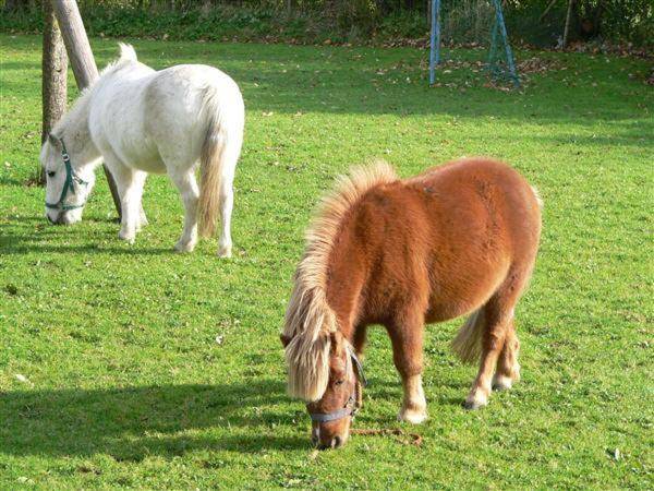 Bauernhof am Wattenmeer Ferienwohnung Deichblick