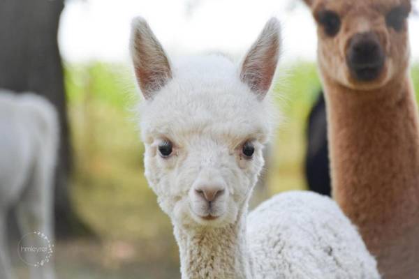 Freistehendes Landhaus Paco mit 2100qm eingezäuntes Grundstück Kamin Sauna und besuchen Sie die Alpakazucht in der Nachbarschaft