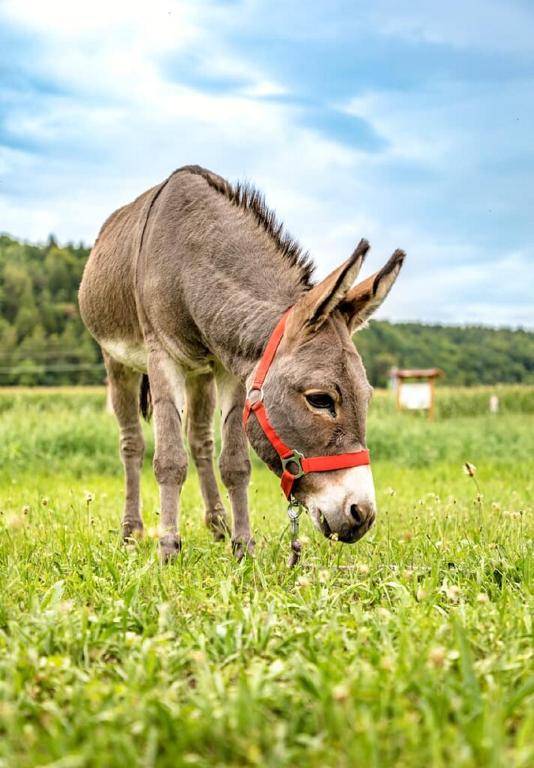 Bartlhof-Ferienwohnungen-Zimmer