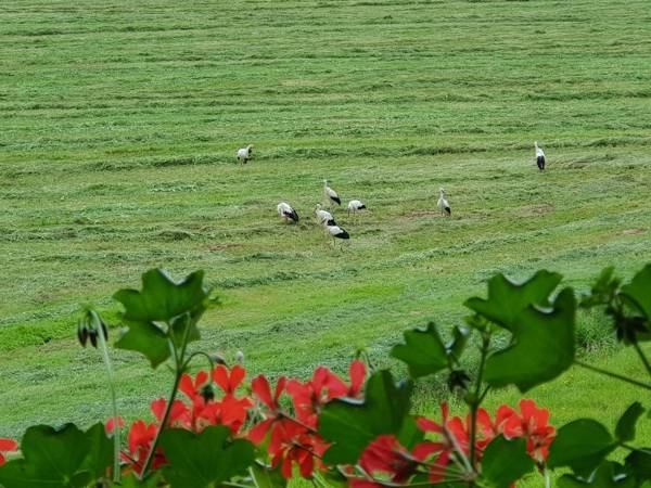 Ferienwohnung am Rain