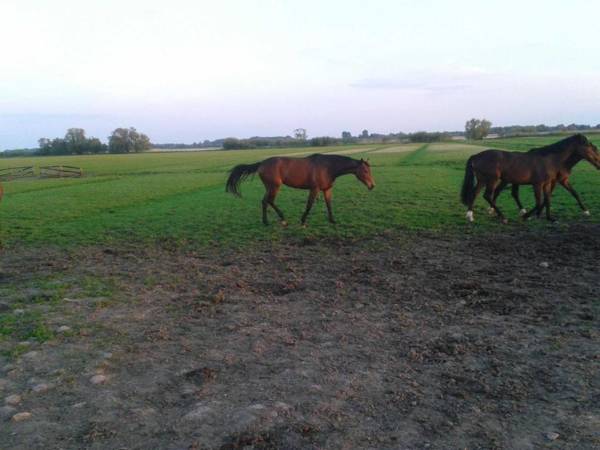 Luxuswohnung 90 qm Balkon beste Lage in Kollmar