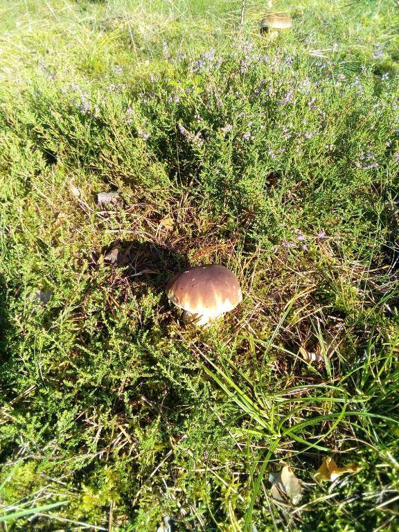 Ferienhäuser Golinski mit Kamin und umzäutem Grundstück am Neuendorfer See