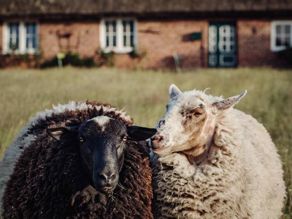 Ferienhaus Gut Glück