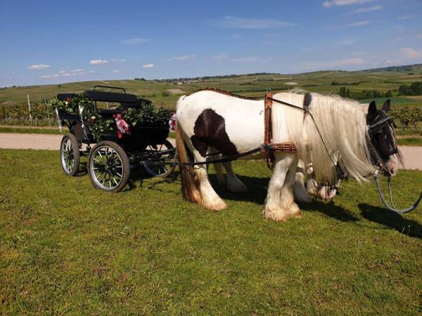 Ferienwohnung Tinkerhof nähe Bingen
