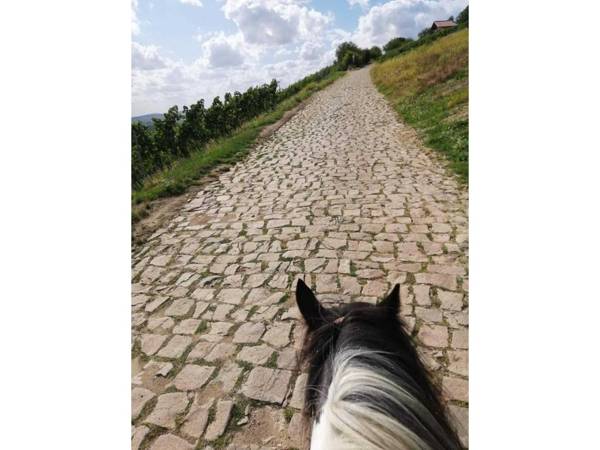 Ferienwohnung Tinkerhof nähe Bingen