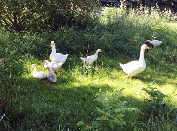 Fachwerkhaus 4 Birken