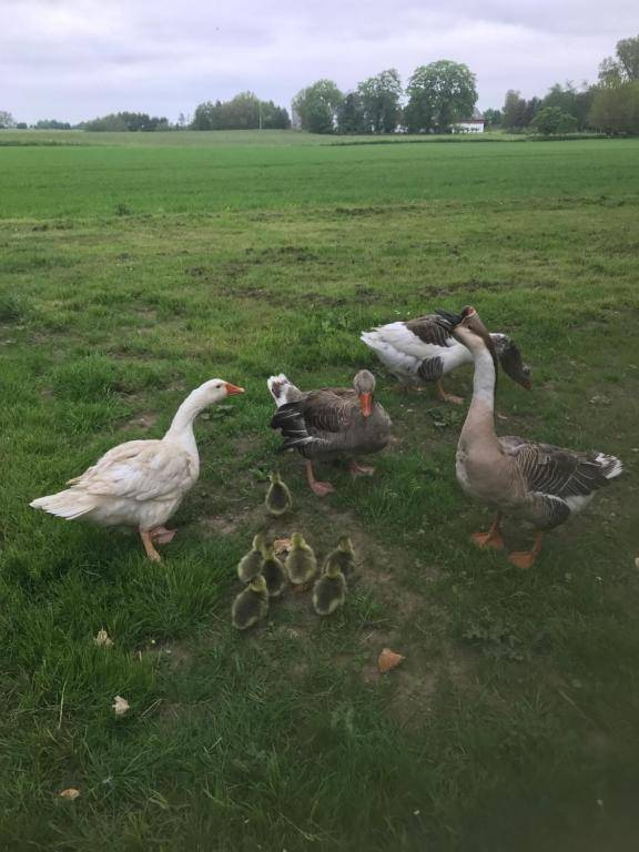 Askegaarden Apartments