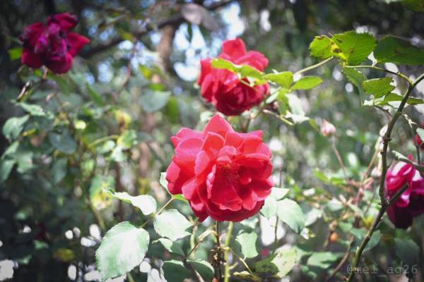 TRAVELER'S HOUSE QUITO