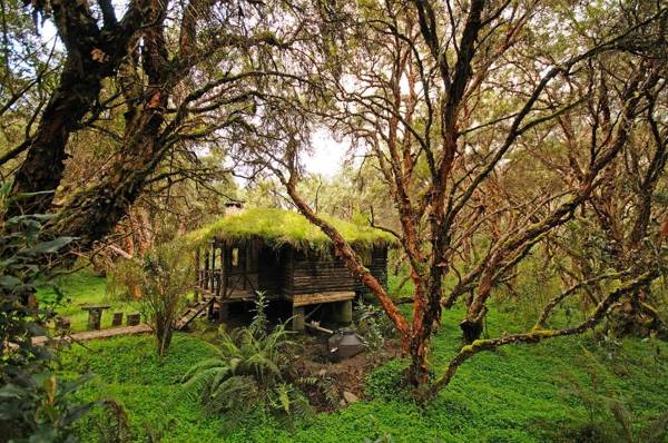 Polylepis Lodge