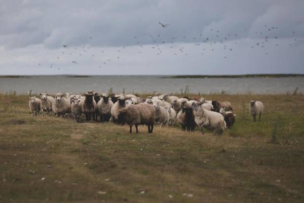 Puise Nina Guest House